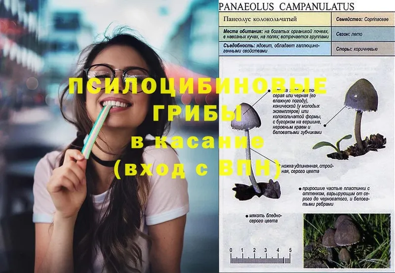 Псилоцибиновые грибы Psilocybine cubensis  закладка  Кущёвская 